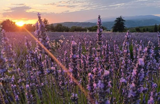 Sunset Lavender Tour