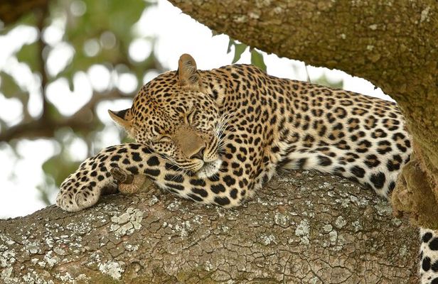 Nairobi: 3 Day Maasai Mara Group Safari With Overnight Camp