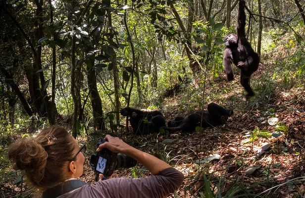 3 Days Uganda x2 Double Gorilla Trekking Safari From Kigali