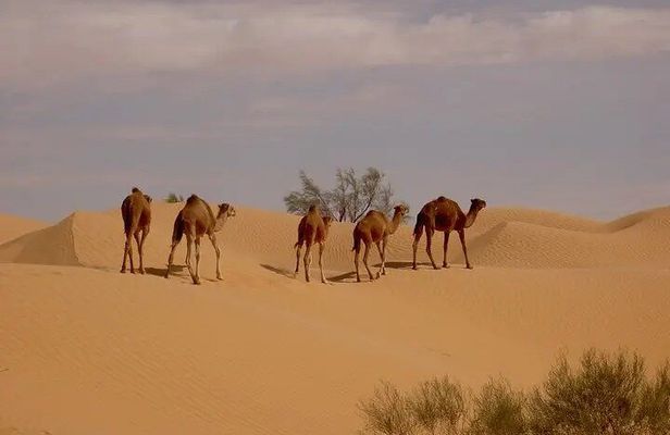 From Djerba Zarzis 6 days at the Discovery of Southern Tunisia