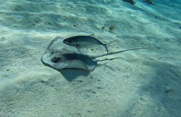 Snorkeling adventure in El Cielo, El Cielito, Palancar and Colombia.