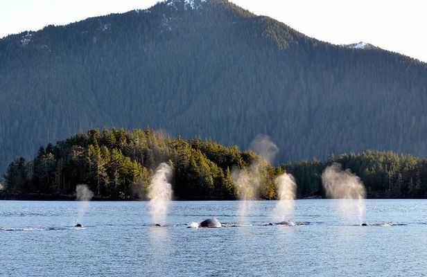 Sitka Coastal Wildlife Cruise Scenic Adventure
