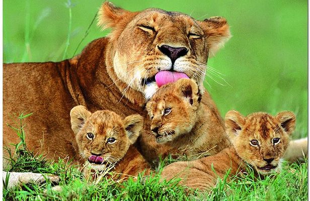 Half Day Safari Tour to Nairobi National Park 