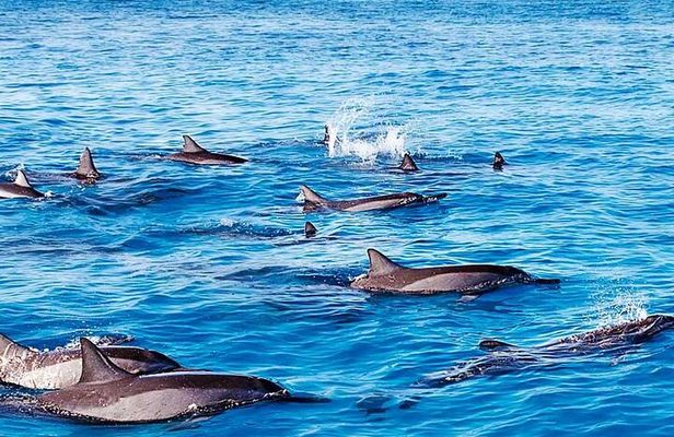Dolphin, Crytal rock & Ile Aux Benetiers - Fullday Tours