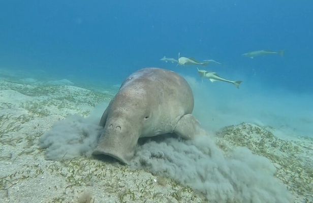 Snorkel Boat Trip with Dugong and Turtles from Marsa Alam