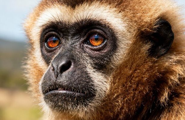 2-Day Hoolock Gibbons Wildlife Tour from Guwahati