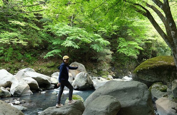 Hakone Valley Hike, Forest Bathing and Wagashi shop (Half-day)
