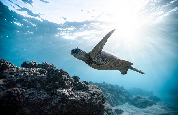 Wailea Wildlife Tour with Snorkeling + Photos Included