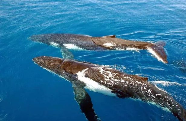 Whale Watching in Kona