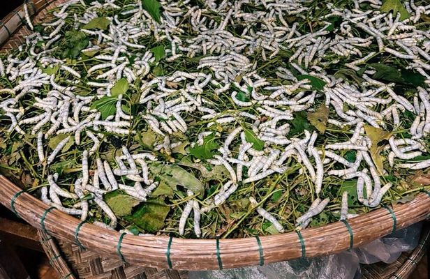 Hoi An Old Town Tour Explore the Ruins of Hoi An's Trading Port