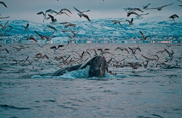 3.5-Hour Arctic Magic with Fjord and Whale Watching Adventure 