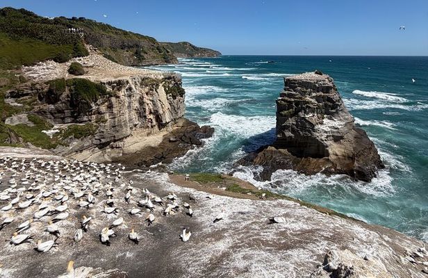 The Ultimate Muriwai Gannet Colony Experience Private Tour