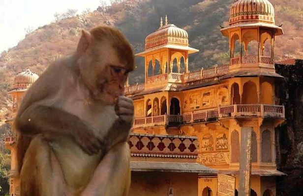 Jaipur: Private Evening Tour with Monkey Temple & Local Market