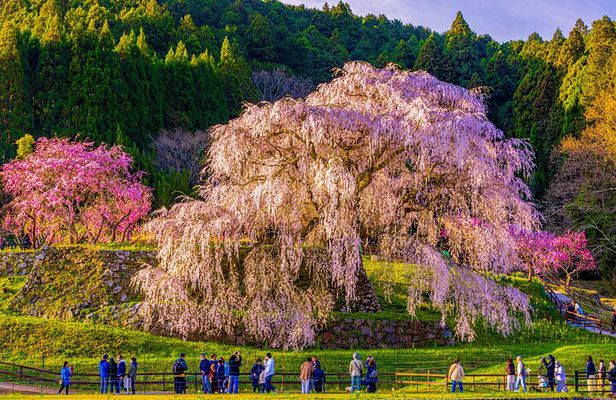Nara Cherry Blossom Highlights Spring Special Day Tour from Osaka