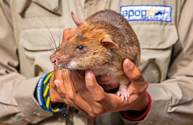 Siem Reap: Afternoon APOPO Rats Tour + Phare Circus Option