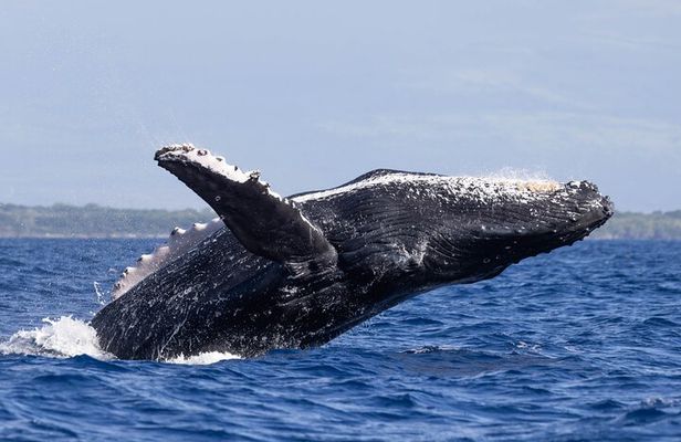 Sound of the Ocean Whale Watch Sail