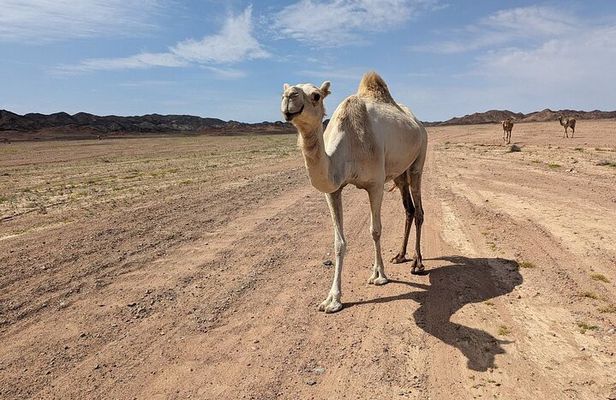 Guided Full-Day Hike in Wadi Gemal National Park & Ancient Ruins