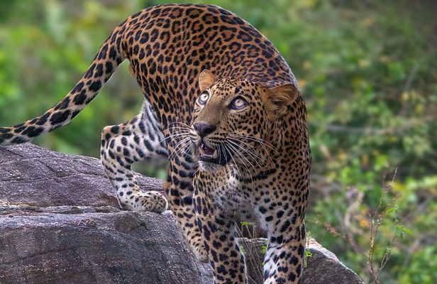Yala Block 5 & 6 ( Lunugamwehera & Weheragala ) Safari Tours