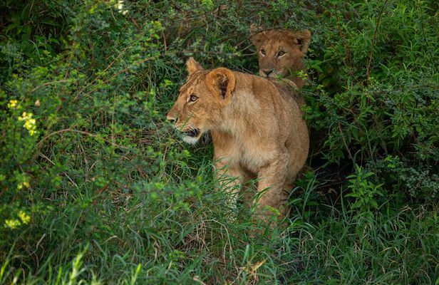 Private Safari to Serengeti Ngorongoro and Tarangire
