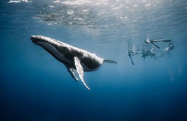 Guided Small Group Whale Watching and Swim Tour Tahiti
