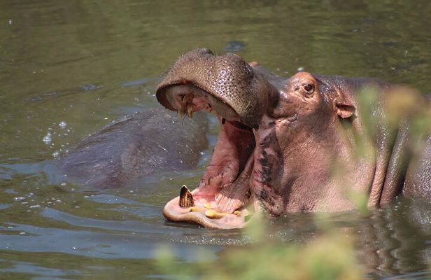 4-Day Big Five Safari: Serengeti, Ngorongoro & Tarangire