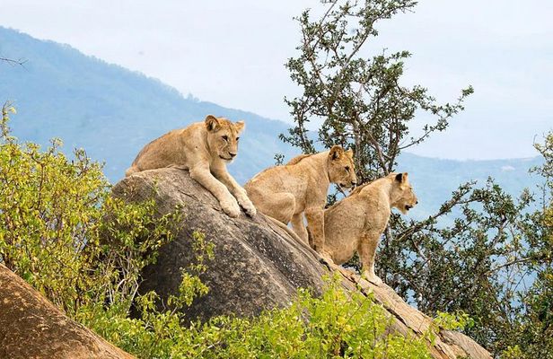 2 Day Tsavo East Safari from Diani Beach