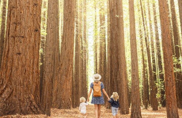 Yarra Valley Small Group | Redwoods, Wildlife, Winery & Chocolate