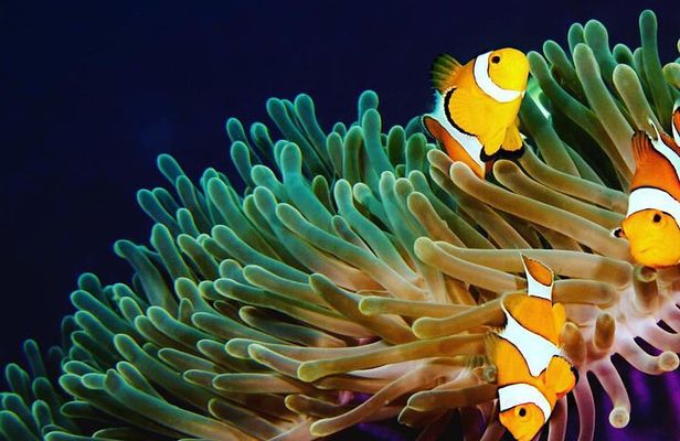 2 dives at coral reefs, Half day for certified divers