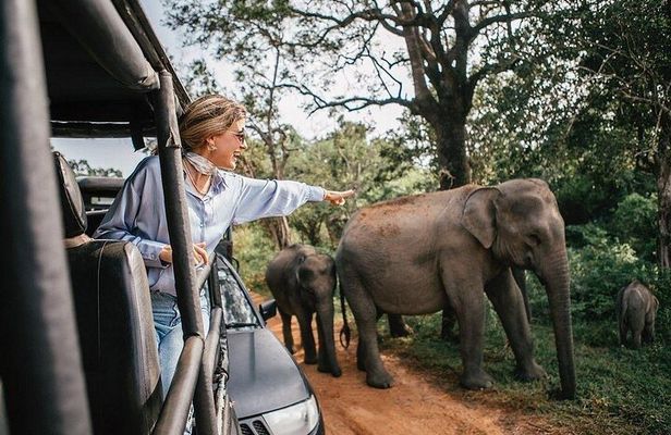 Super Luxury Private Jeep Safari in Yala National Parks 