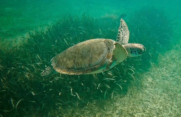 Private Tour : Swim with Sea Turtles in Akumal + Two Cenotes