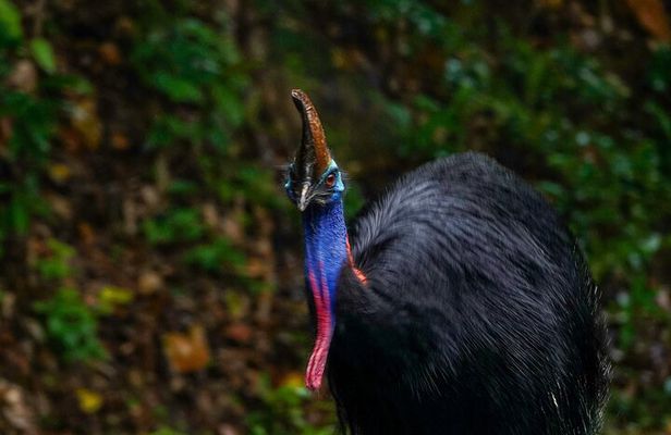 Private Luxury Cape Tribulation Adventure and Crocodile Cruise