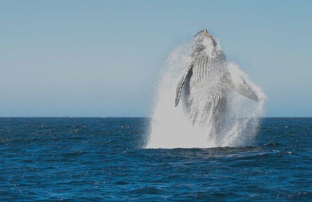 Collective Tour of the Arc de Los Cabos and Whale Watching