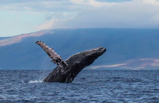 Mauna Kea Deluxe Whale Watch and Boat Cruise