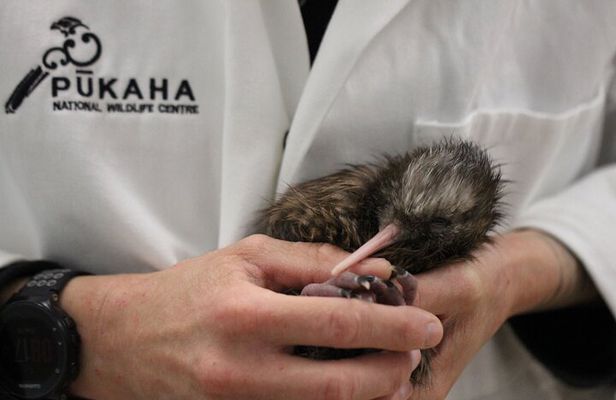 1Hour Guided Tour of Pūkaha National Wildlife Centre