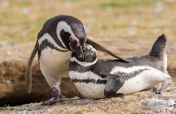 Magdalena and Marta Islands Experience Southern Chile Penguins