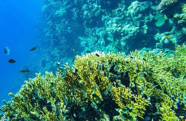 Coral Planting & Snorkeling: Hands-On Reef Nursery in La Paz