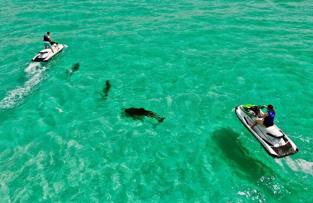 Jet Ski Dolphin Tour Adjacent to Crab Island