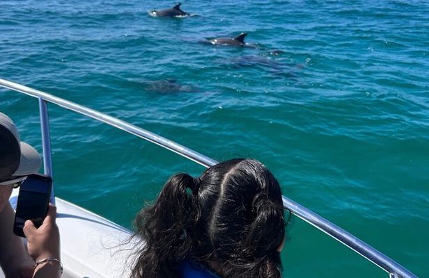 Shell Island Snorkel And Dolphin Sightseeing