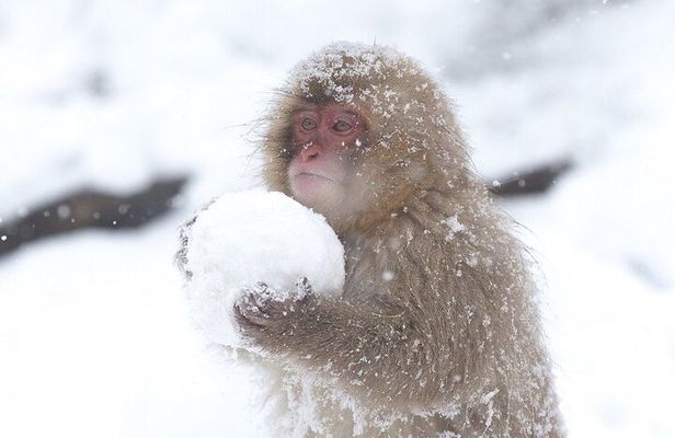 VIP Snow Monkeys Park Customized Private One Day Tour 