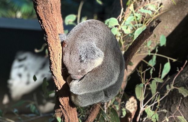 Koalas and Brisbane Private Day Tour