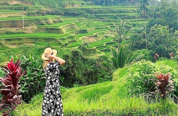 Ubud Tour - Ubud Highlight - Private Tour All inclusive