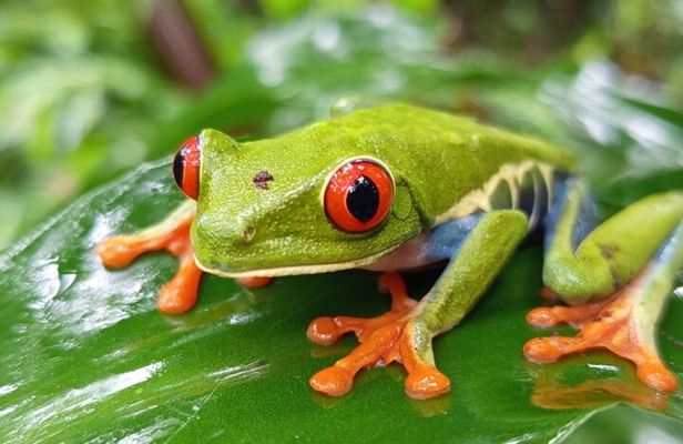Rainforest Wonders, waterfall & Only walkable live crater