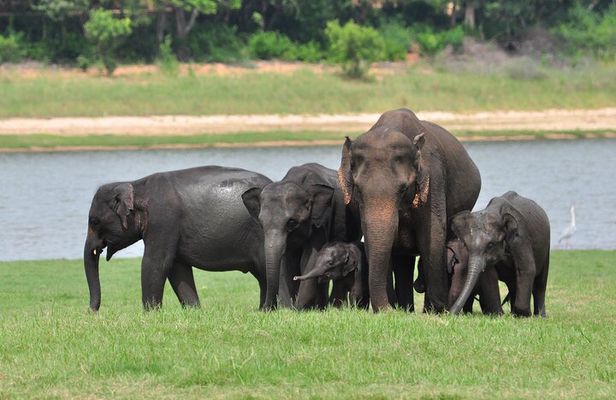 Minneriya National Park halfday Safari