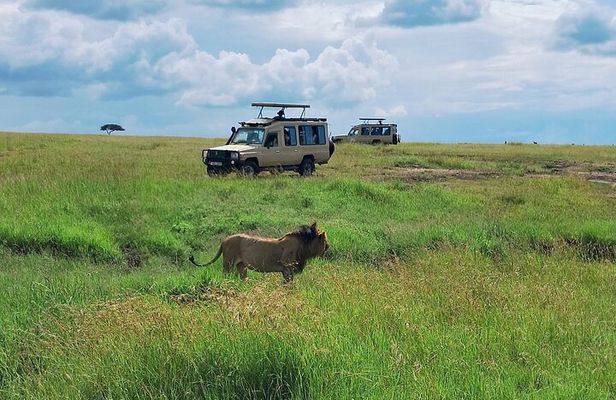 3 Day Maasai Mara Private Budget Safari