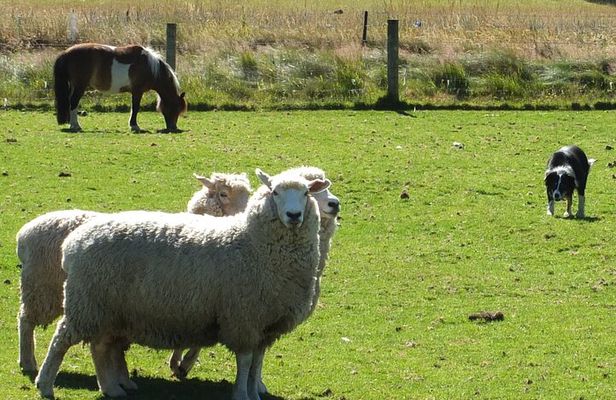 High Country Discovery Tour from Queenstown
