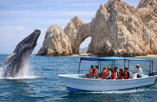 Whale Watching in Cabo: 2-Hour Small Group Tour to The Arch