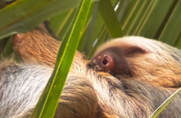 Bijagua Rain Forest Sloth Observation and Coffee Tour