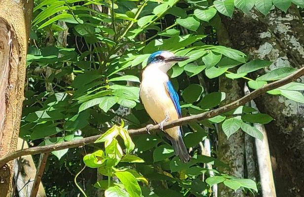 Samoa Full Day Bird Watching Tour with Local Guides