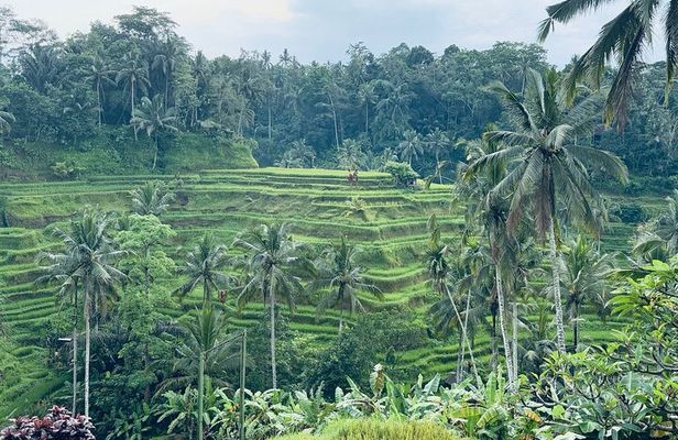 Benoa Port : Cruise Ship Shore Excursion - Private Guided Tour