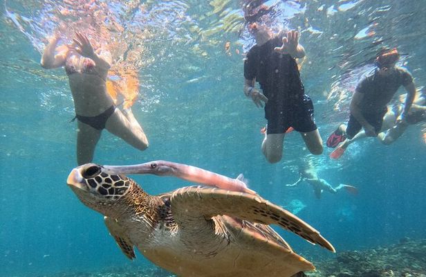 Manta Ray Snorkeling From Bali